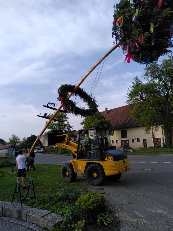 Maibaum Bogenweiler beim Aufstellen (Foto: Michael Kberle)